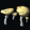 Boletus Boletus