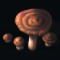 Boletus Boletus