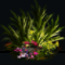 Cereal Plant Cereal Plant