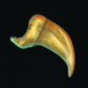 Sandworm Fang Sandworm Fang