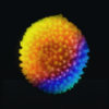 Spore Spore